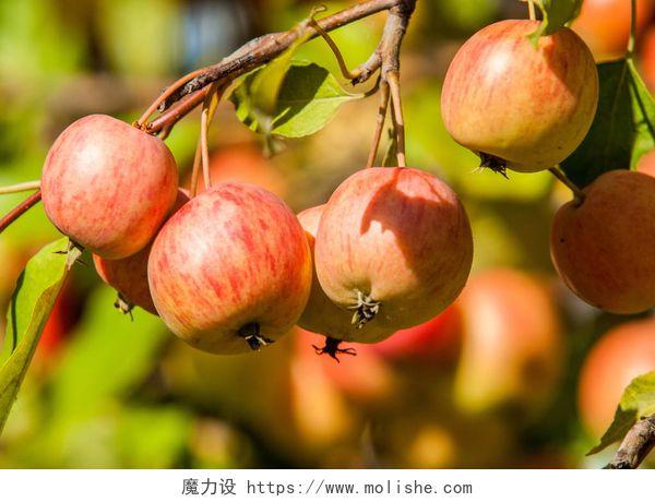 苹果树上的小苹果特写镜头覆盆子和野苹果马鲁氏属（英语：Malus）是蔷薇科的一种小型落叶苹果树或灌木。